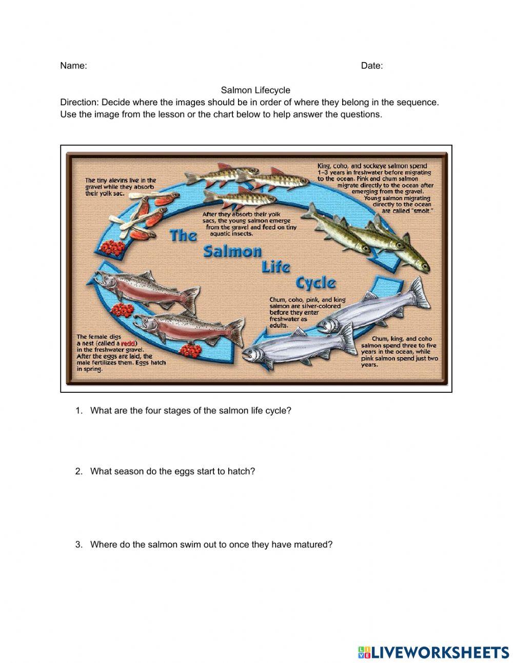 Salmon Lifecycle Salmon Lifecycle