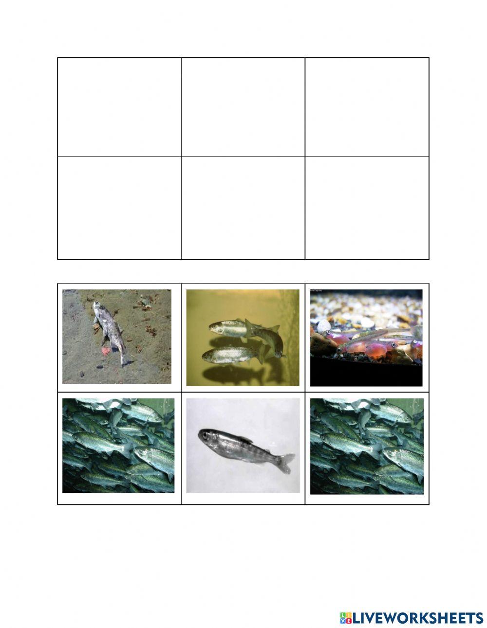 Salmon Lifecycle Salmon Lifecycle