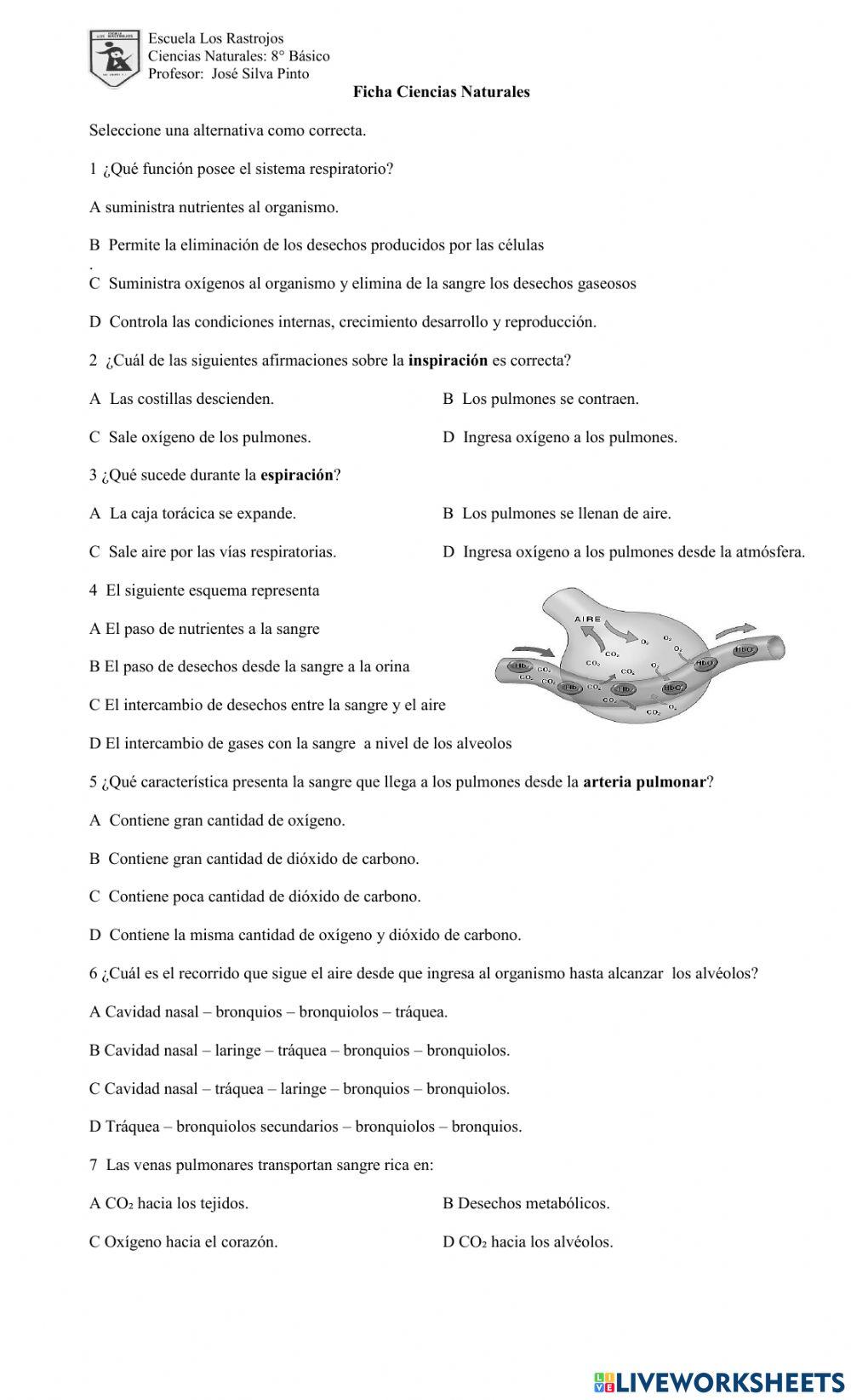 Sistema Respiratorio
