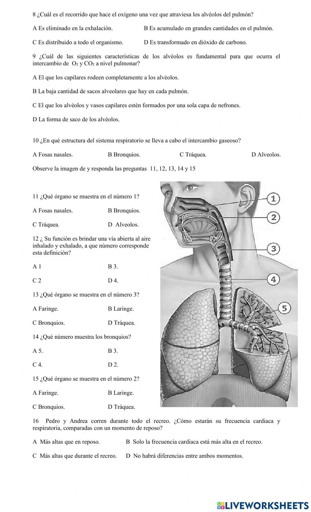 Sistema Respiratorio