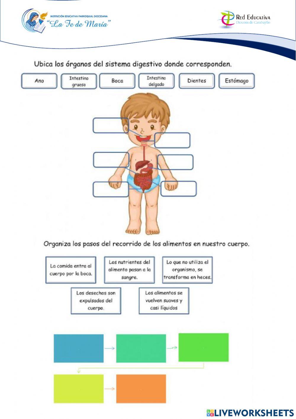 Sistema respiratorio y digestivo