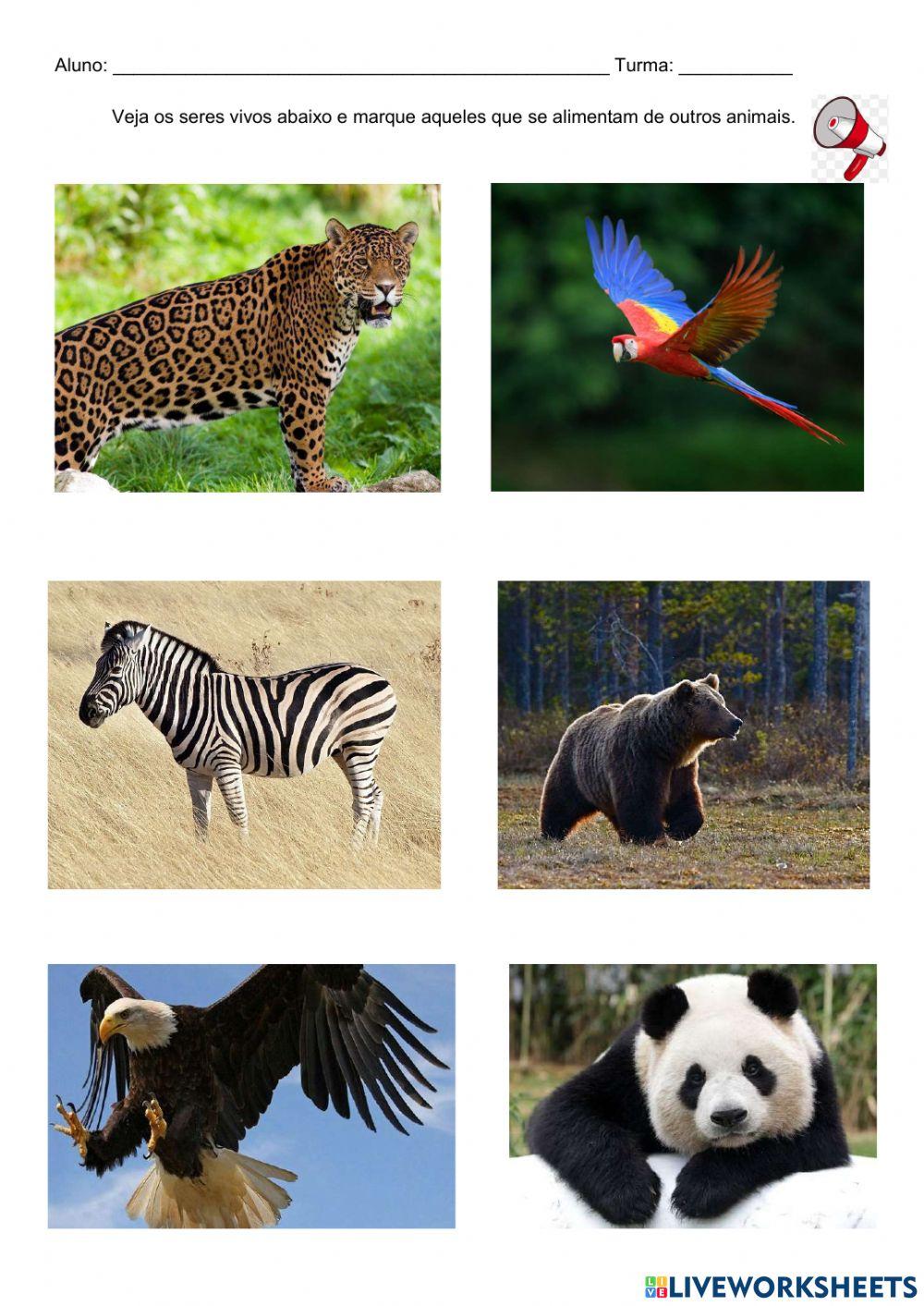 Alimentação dos seres vivos