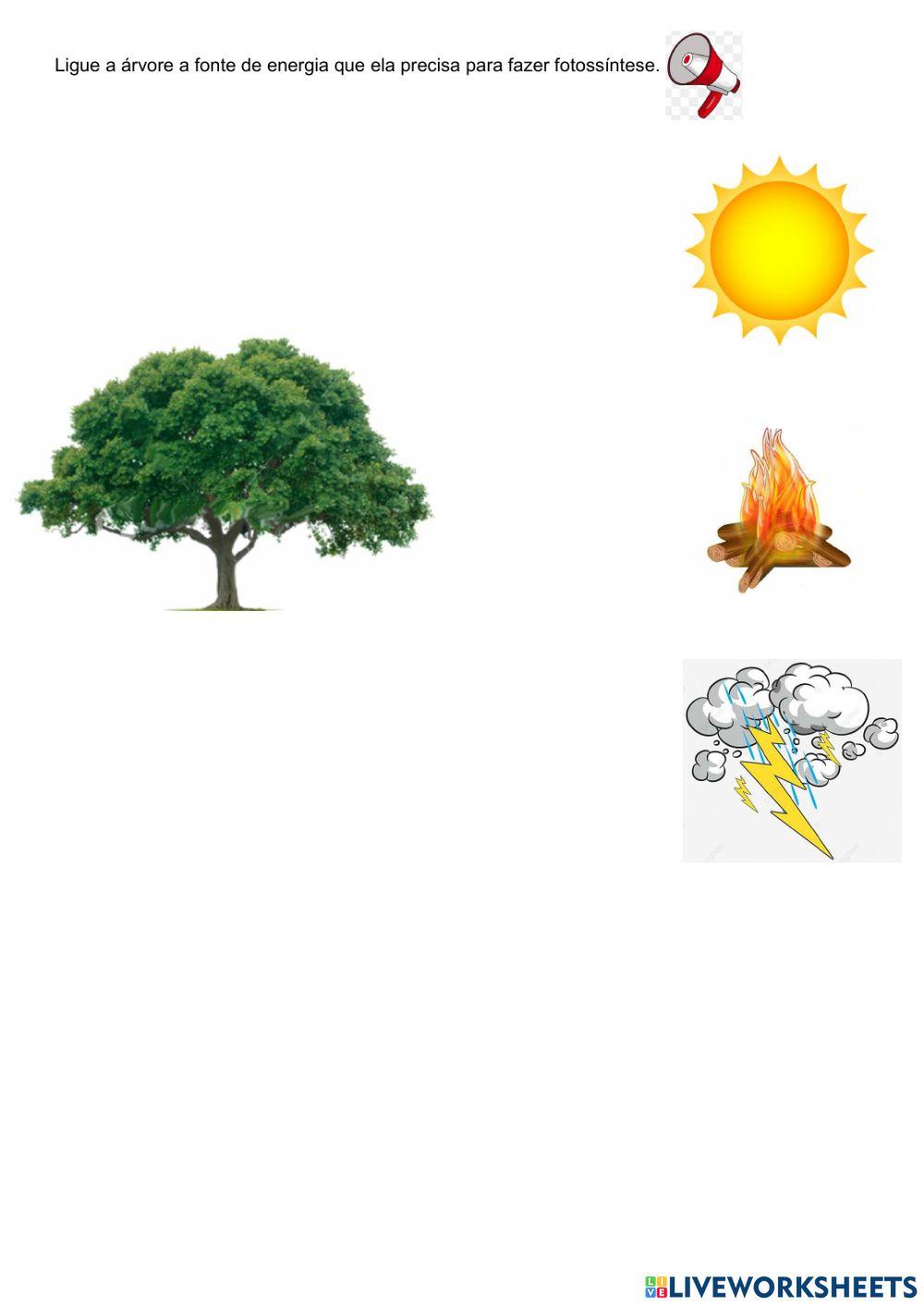 Alimentação dos seres vivos