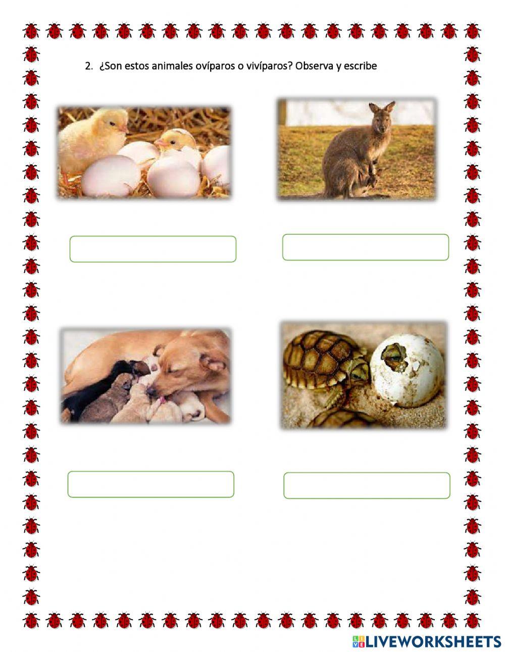 Animales ovíparos y vivíparos