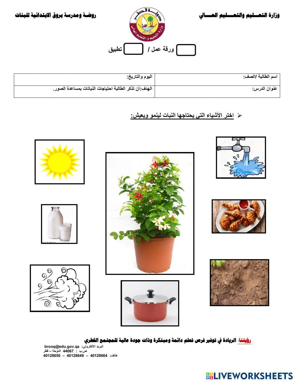 احتياجات النباتات
