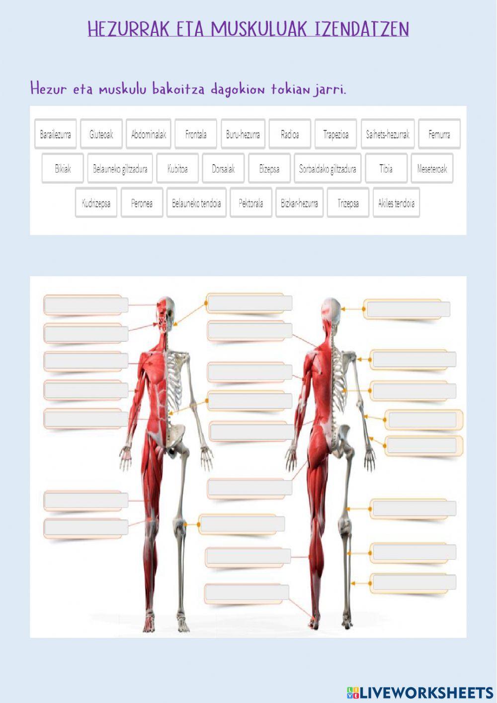Hezurrak eta muskuluak