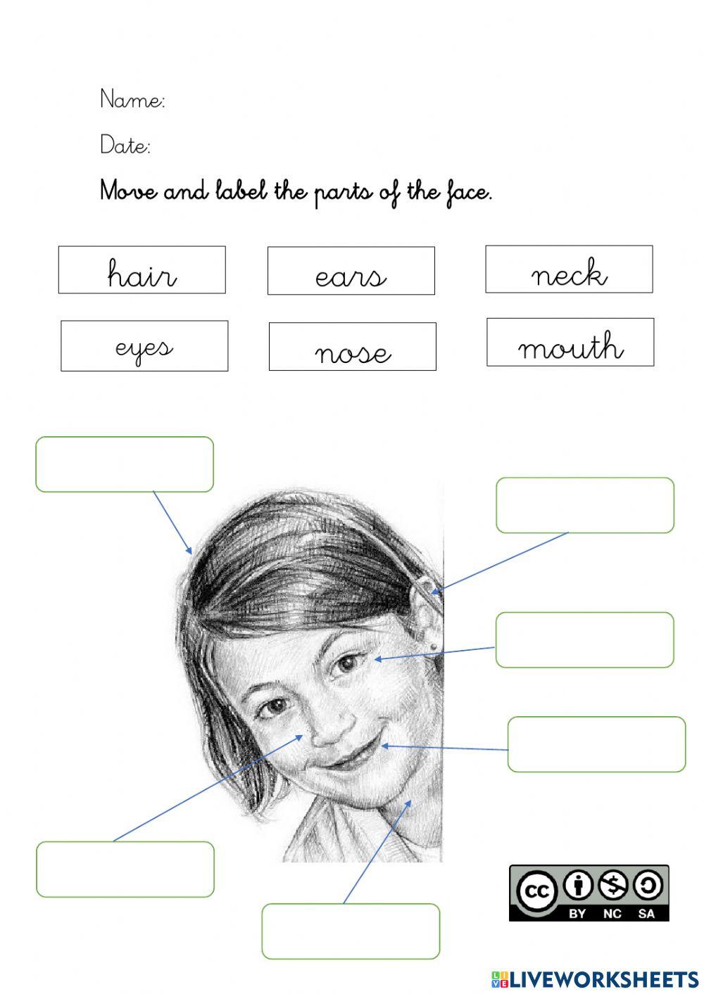 Parts of the face Parts of the face