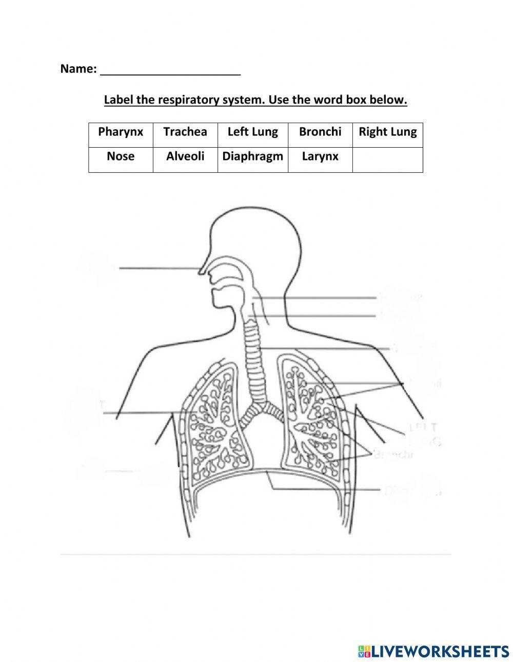Label the Respiratory System