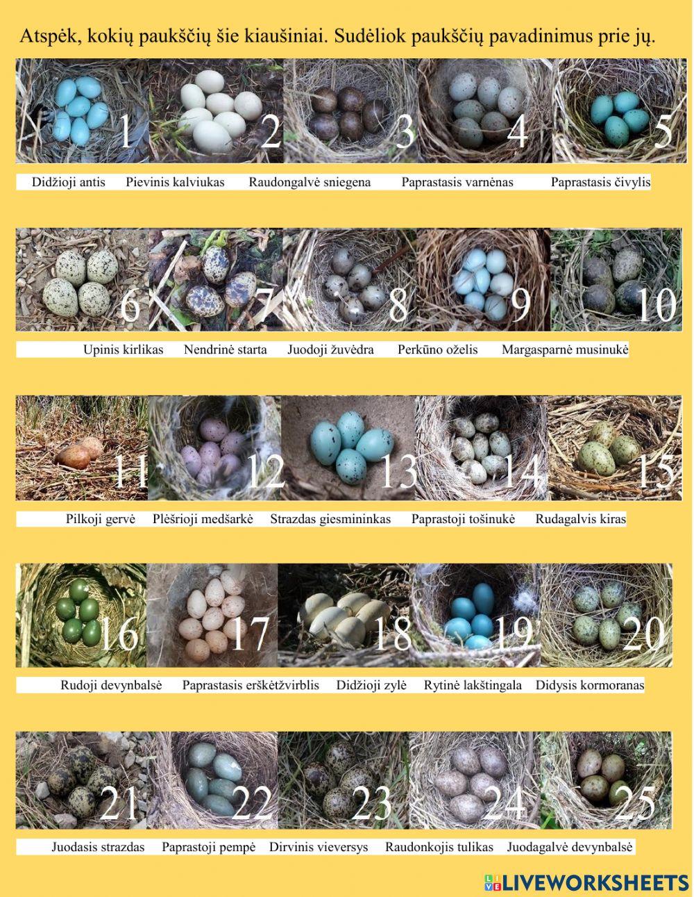 Natūraliai marginti. Lietuvoje perinčių paukščių kiaušiniai