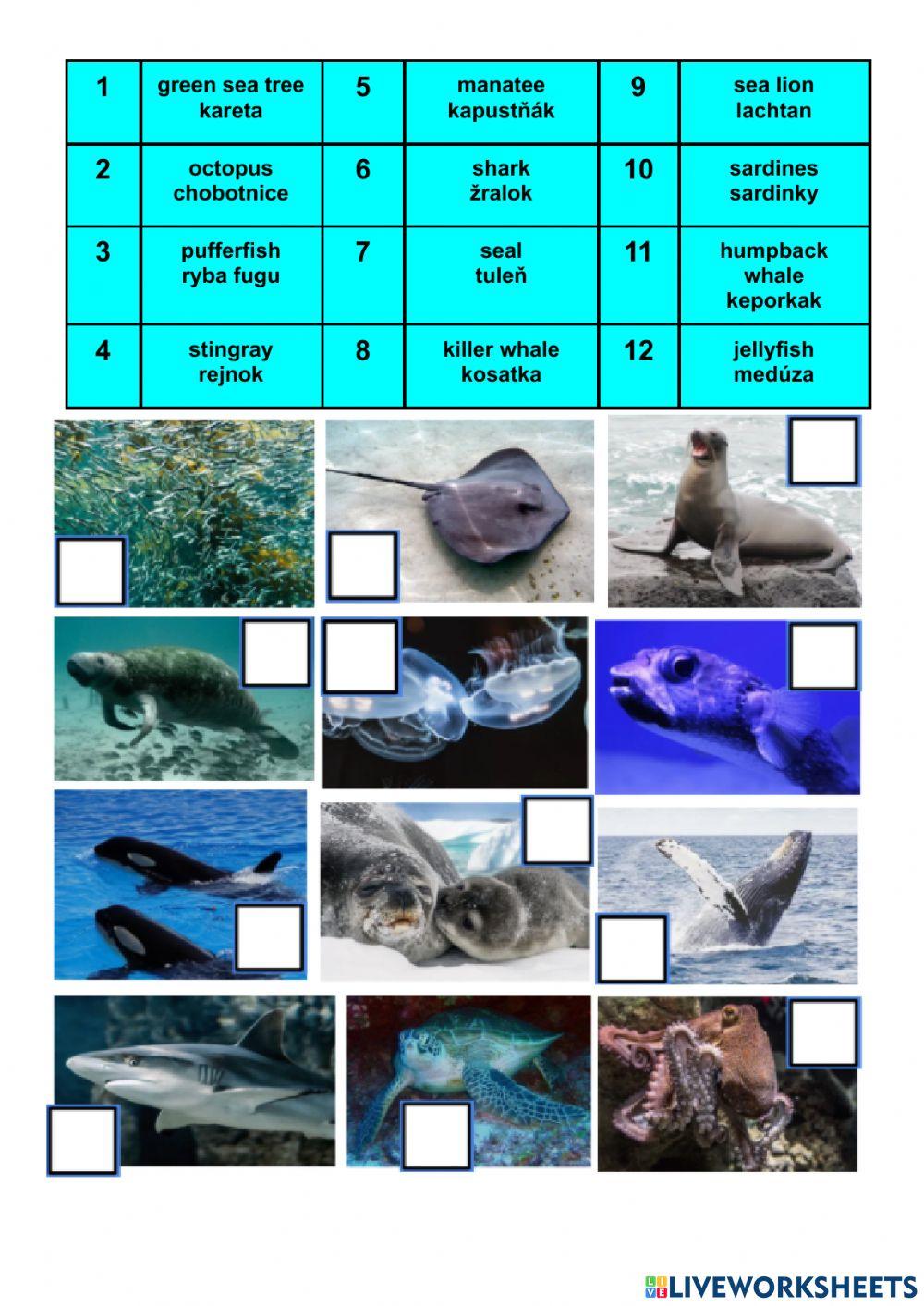 Sea animals 1