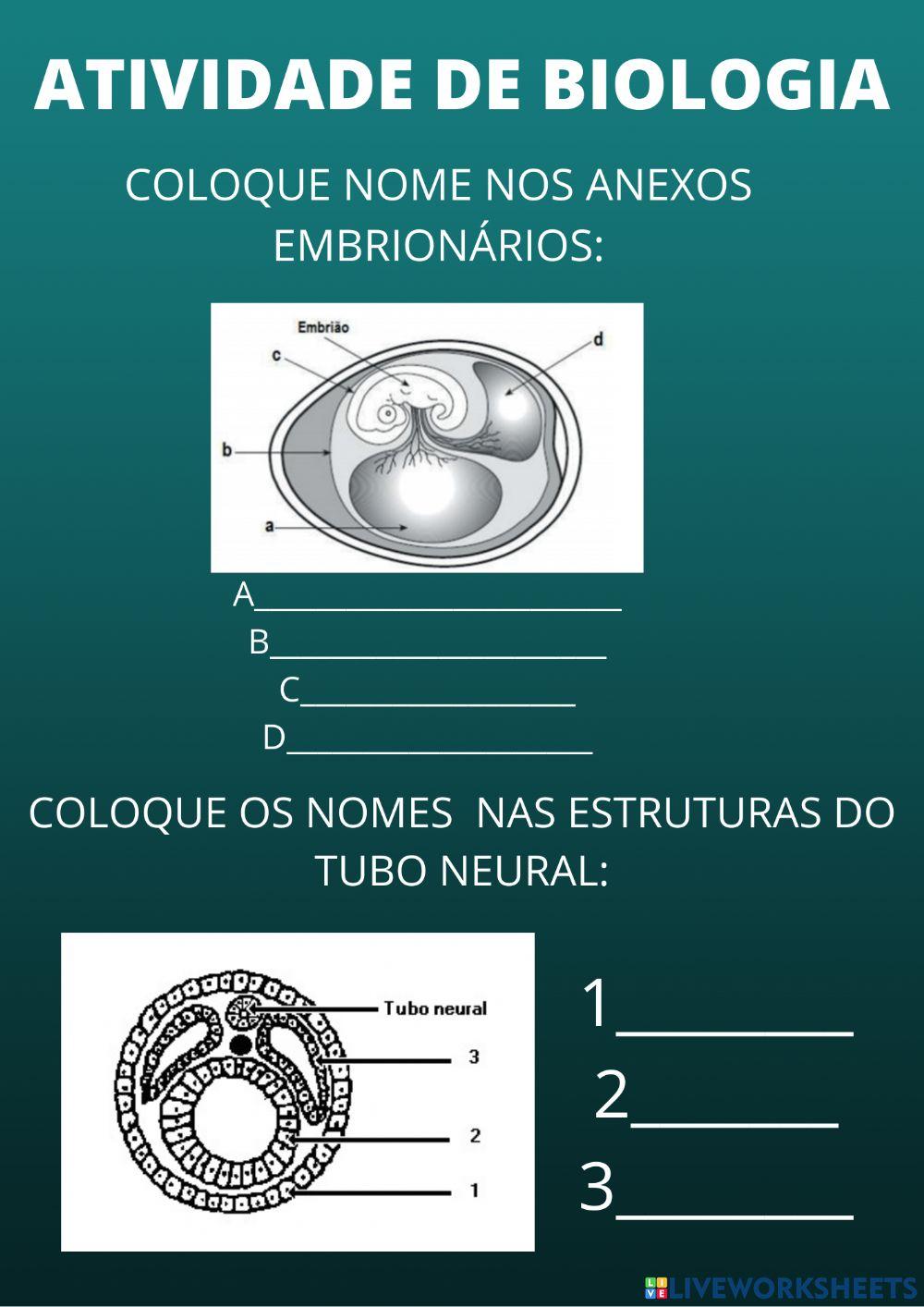 Biologia embriologia