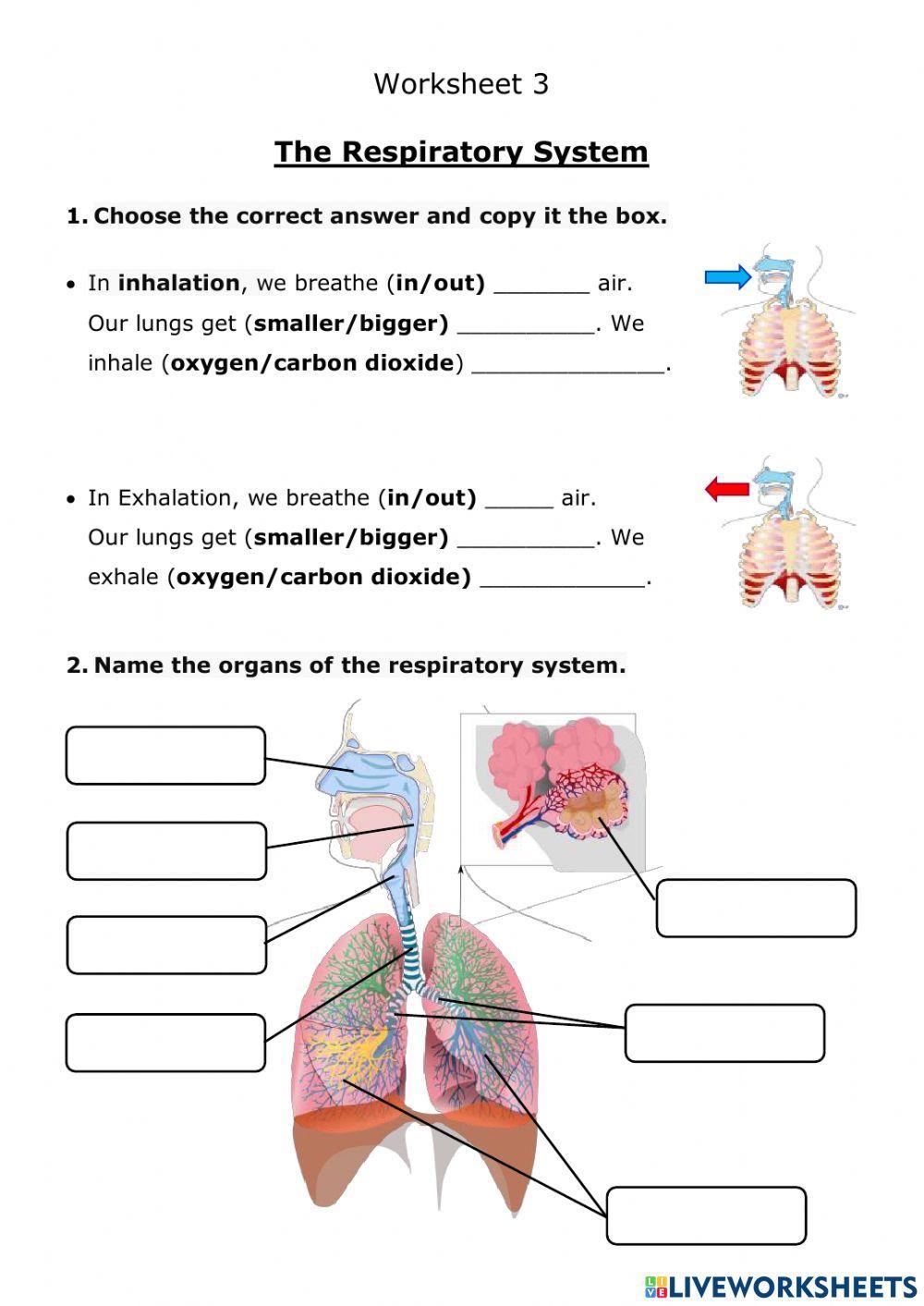 Respiratory System