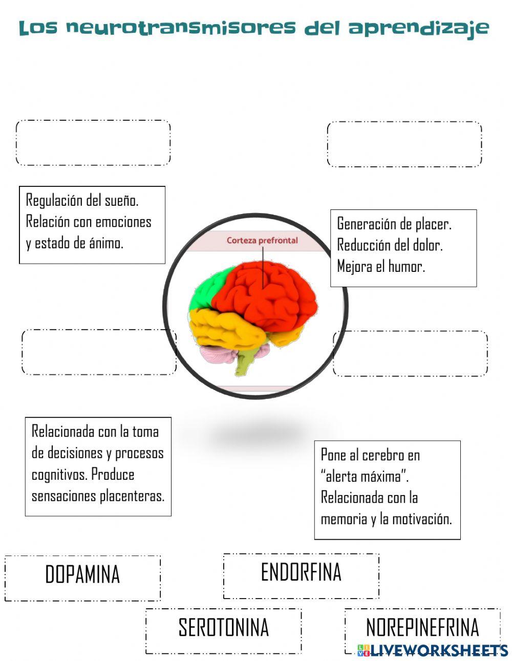 Neurotransmisores