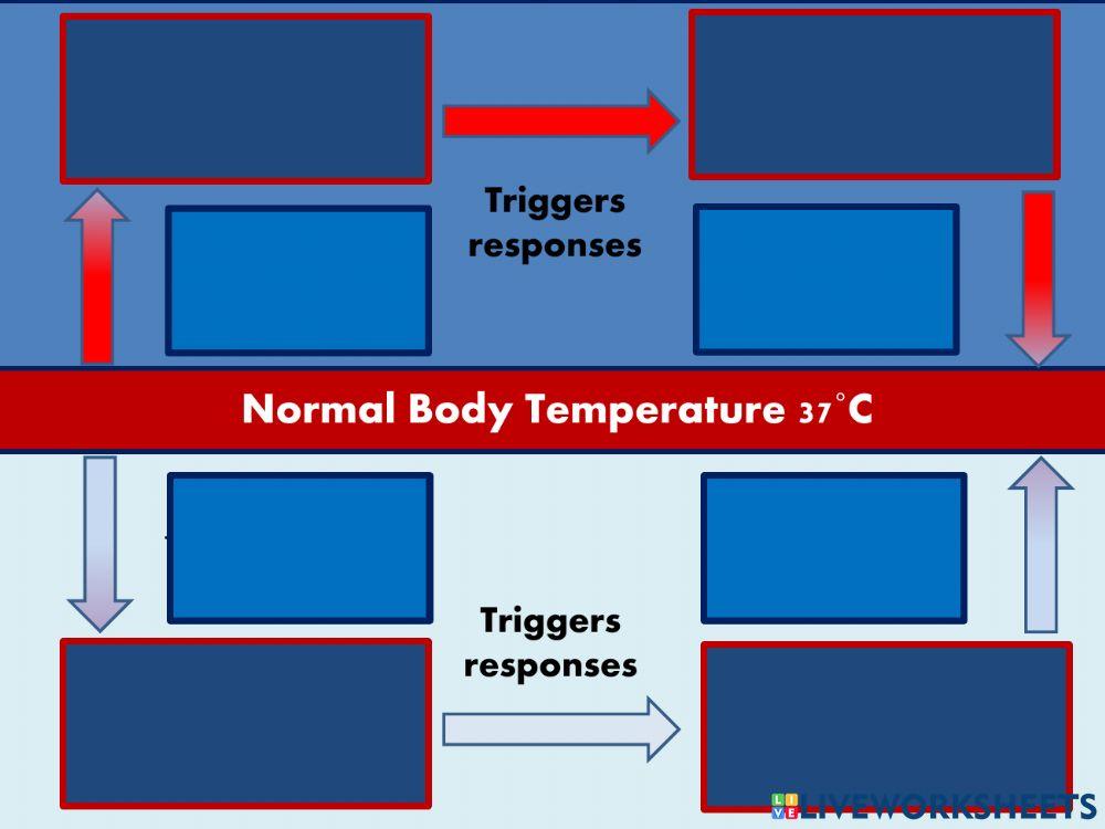 Homeostasis Temperature