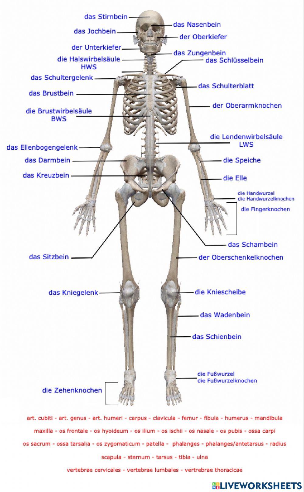 skelett komplett latein