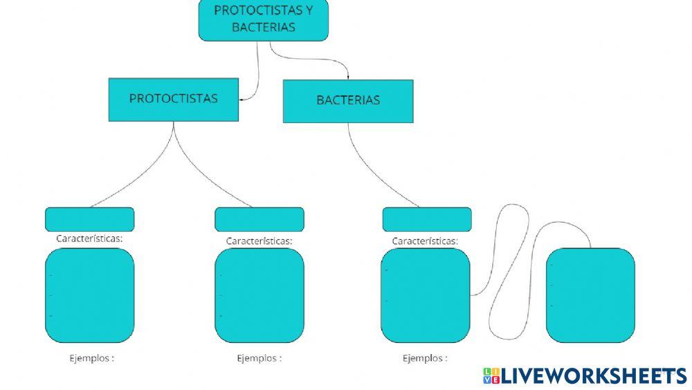 Protoctistas y bacterias