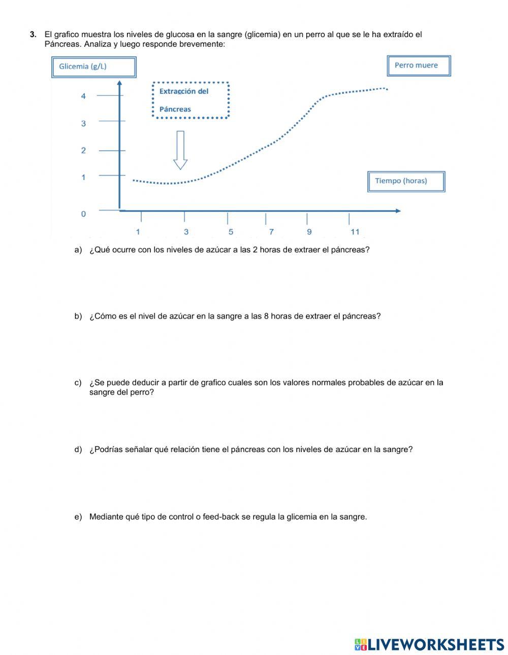 Sistema endocrino