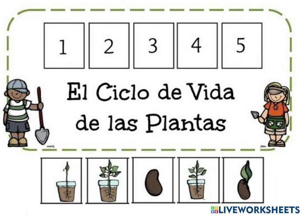Etapas de crecimiento de una planta