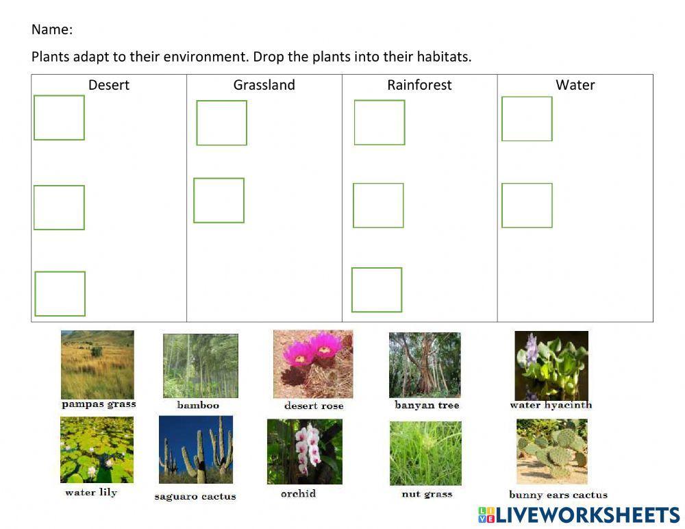 961717 plant adaptation natasha lee liveworksheets