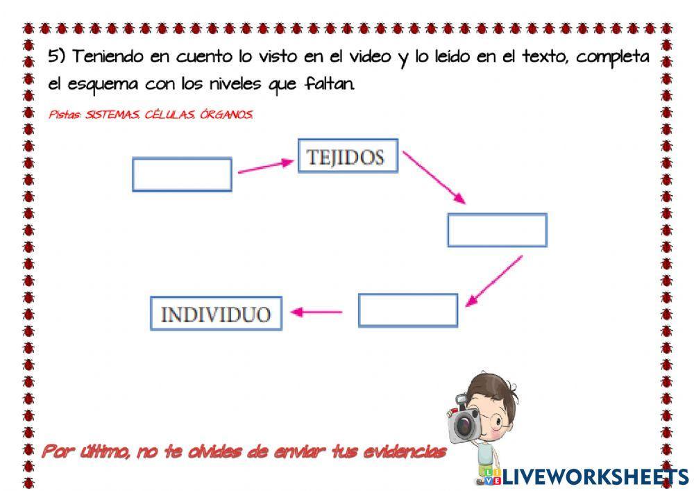 Los seres vivos por dentro: niveles de organización
