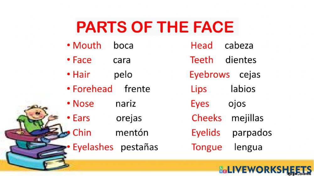 Parts of the face
