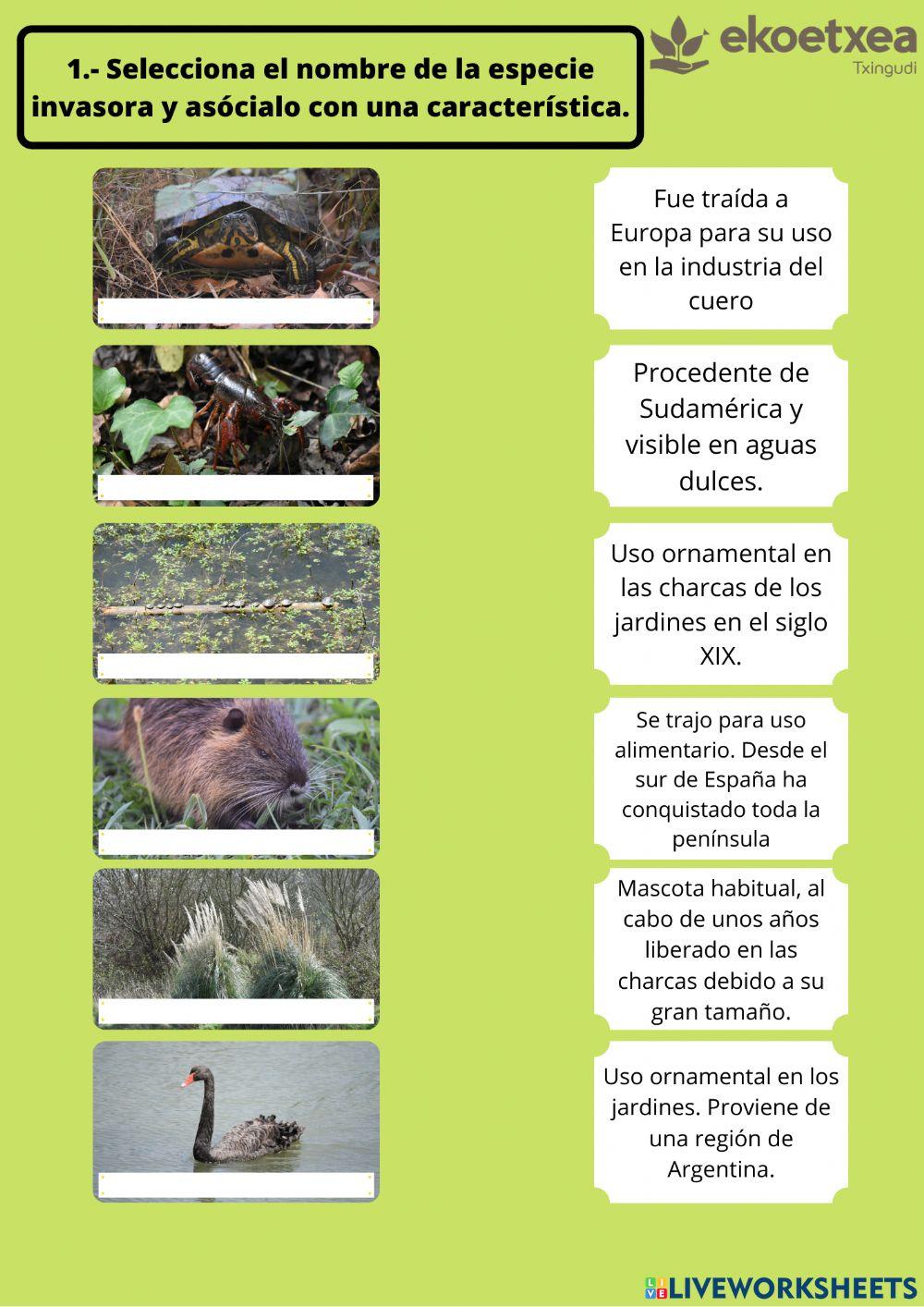 1.- Selecciona el nombre de la especie invasora y asócialo con una característica