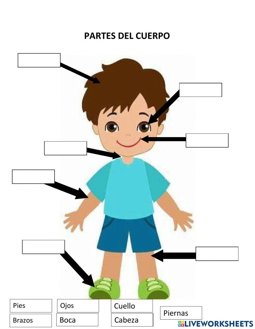 Conociendo mi cuerpo