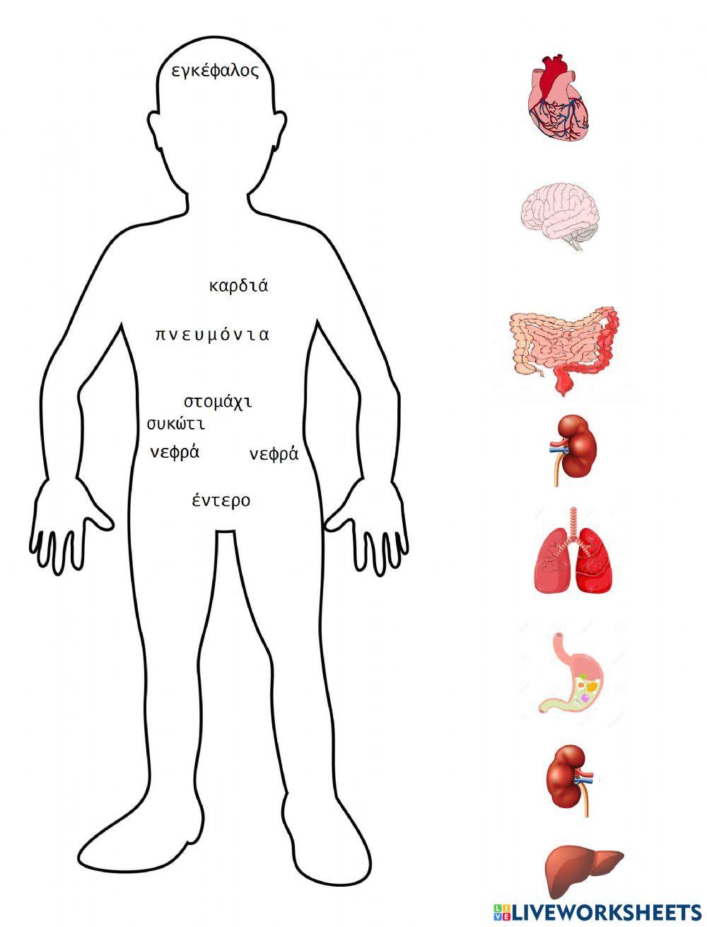 Αντιστοιχιση τα οργανα του σωματος