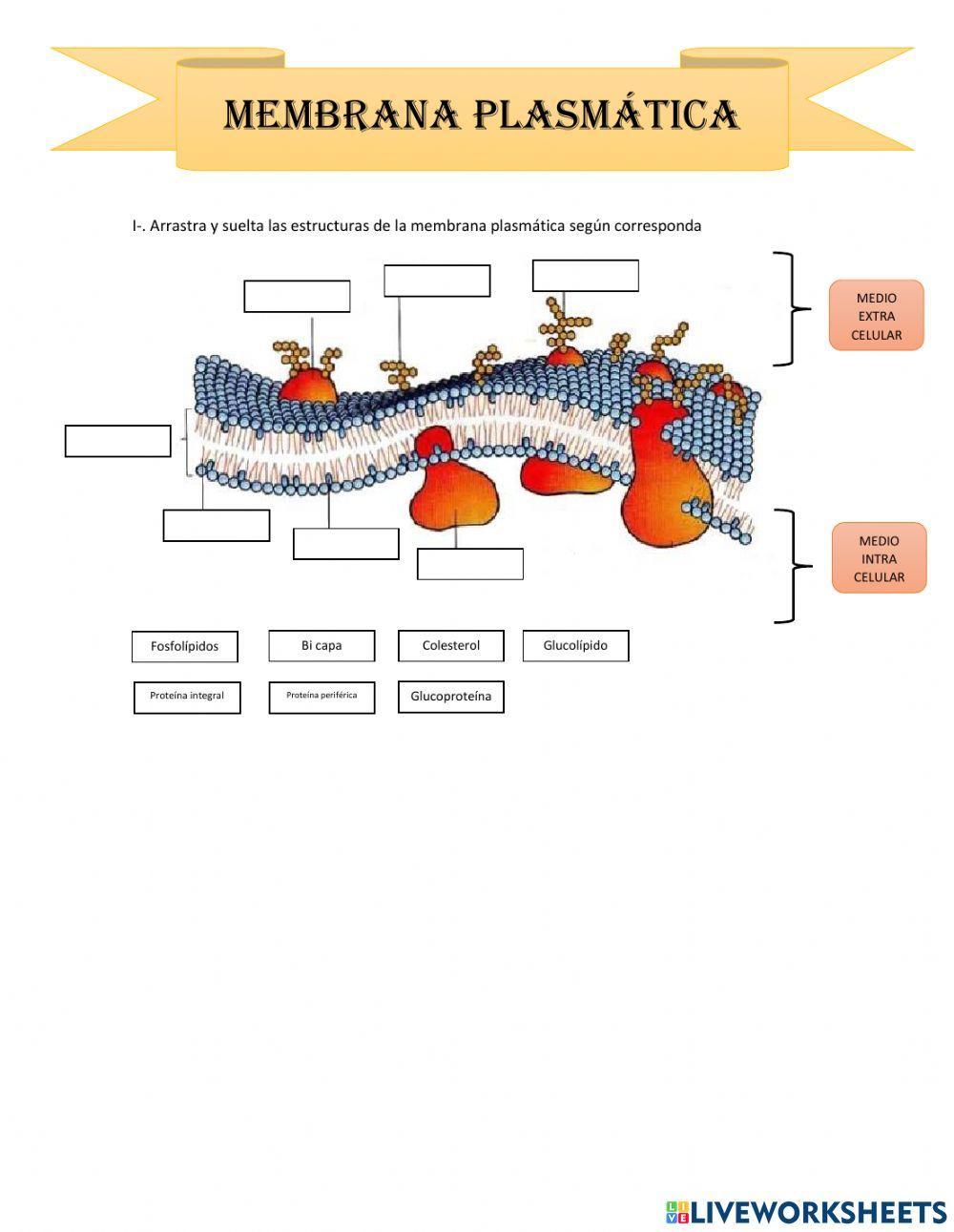 Membrana plasmatica