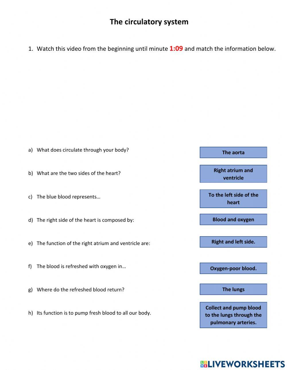 How does the circulatory system work?
