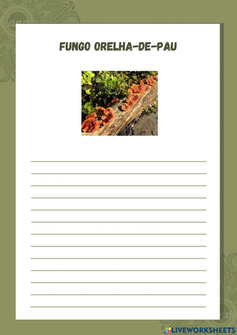 Fungo - microrganismo