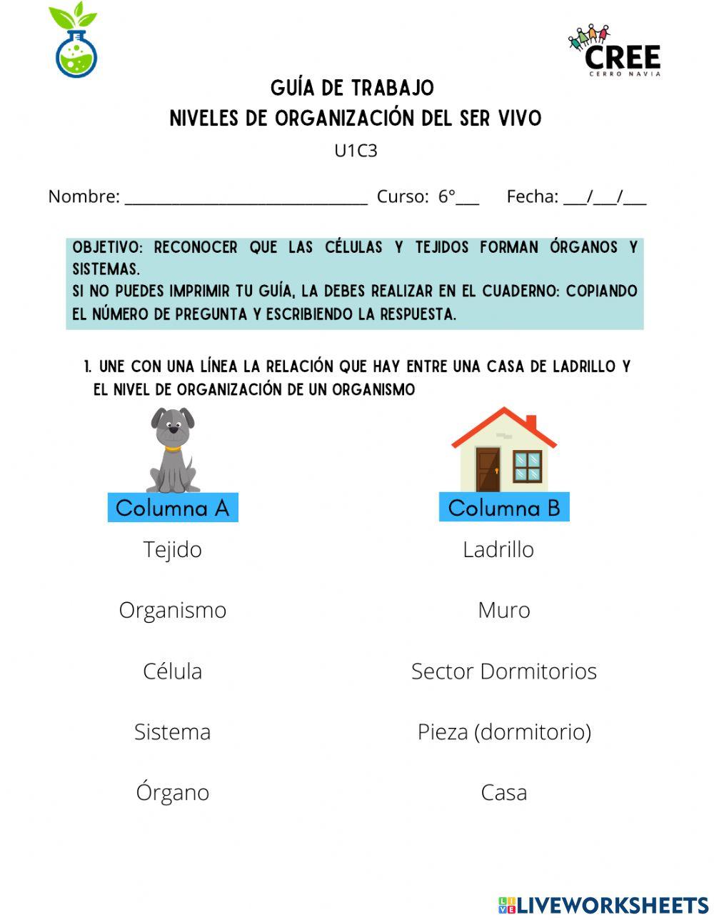 Niveles de Organización del Ser Vivo