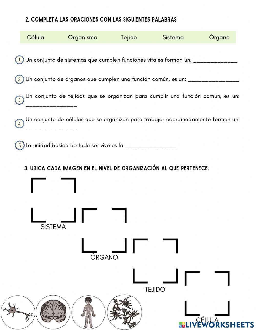Niveles de Organización del Ser Vivo