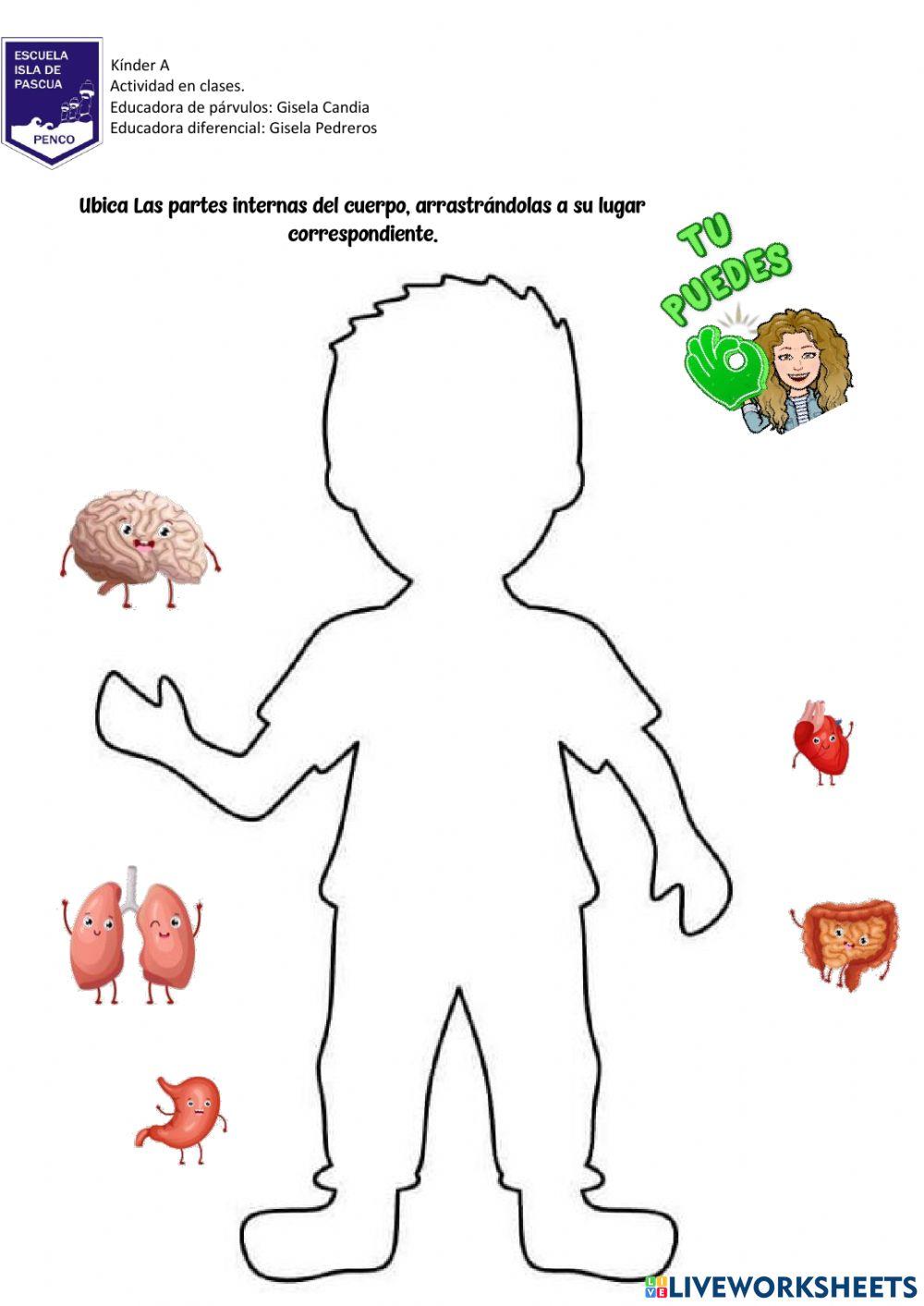 Partes internas del cuerpo