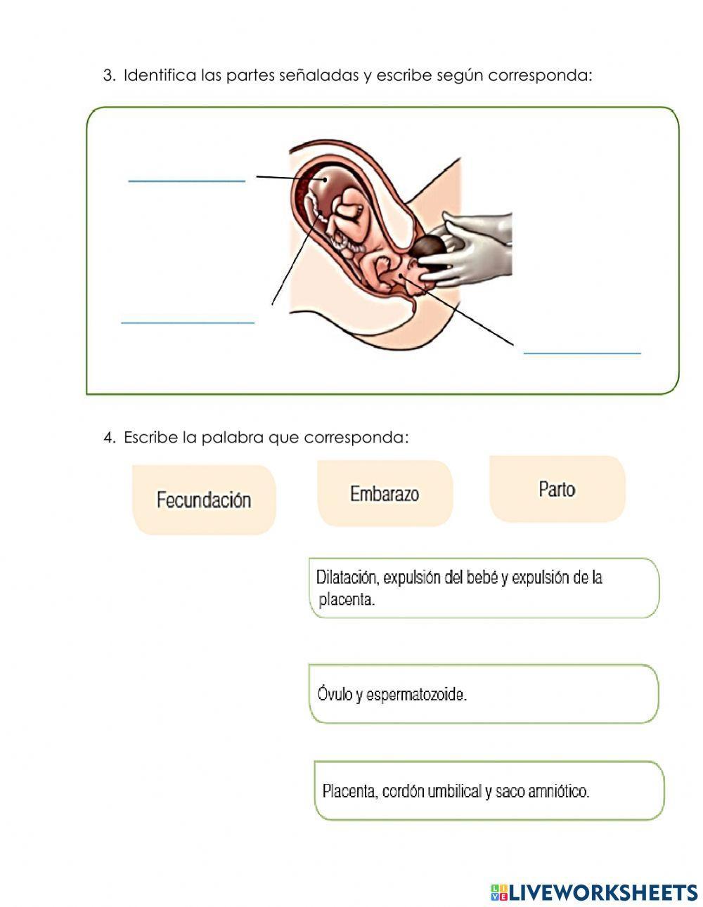 Fecundación, embarazo y parto