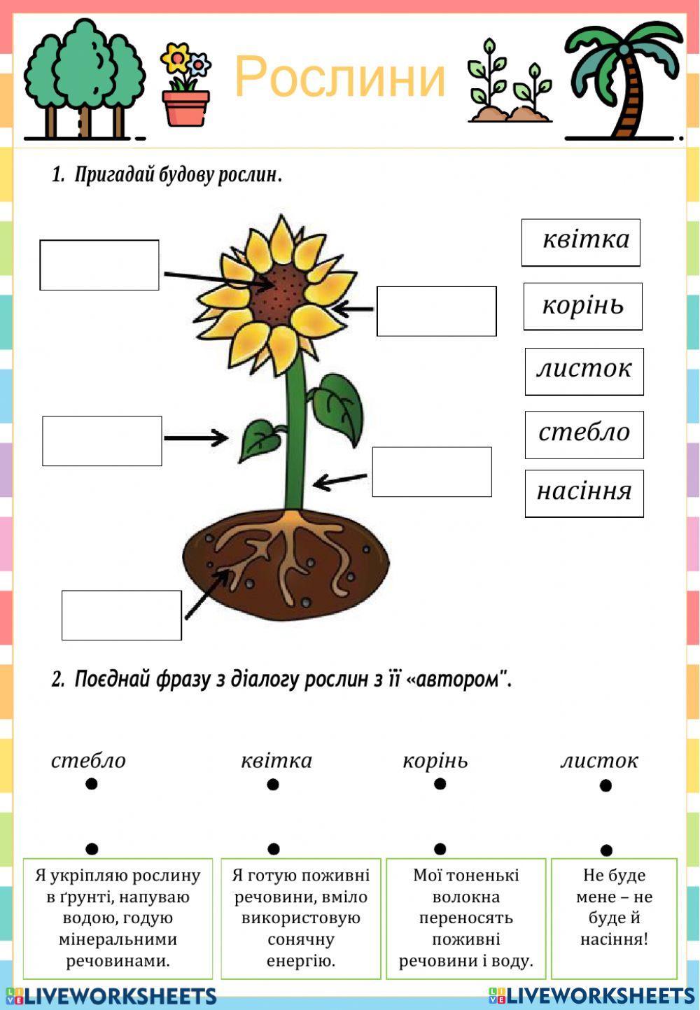 Будова рослин