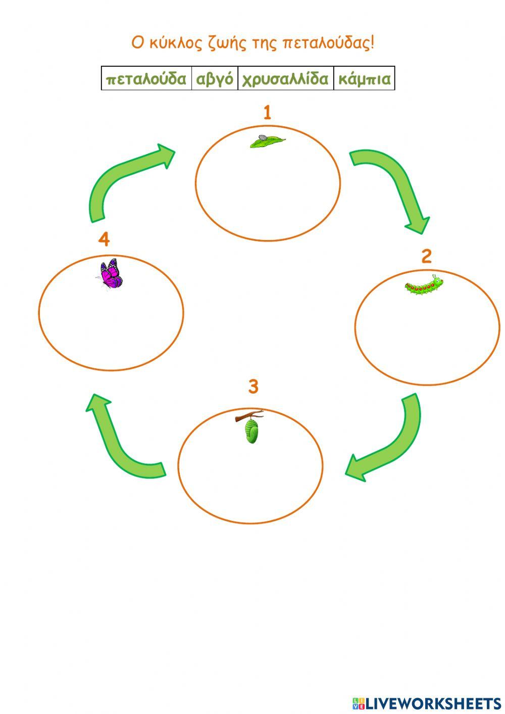 Ο κύκλος ζωής της πεταλούδας!!!