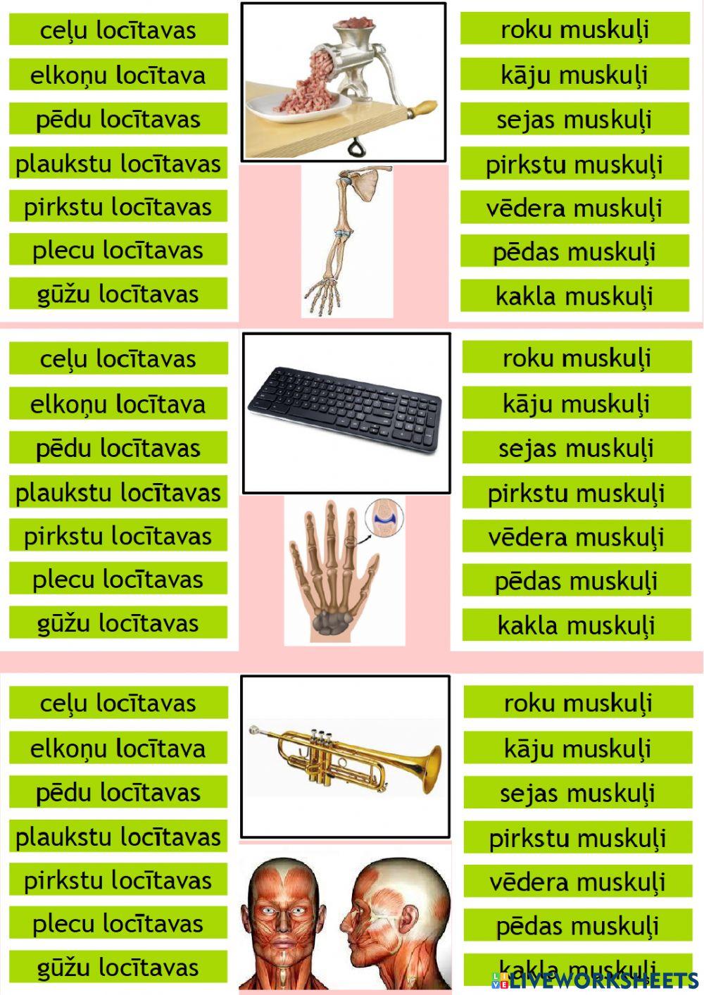 Balsta un kustību orgānu sistēma