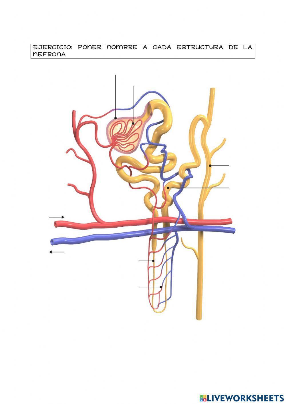 Anatomía de la nefrona