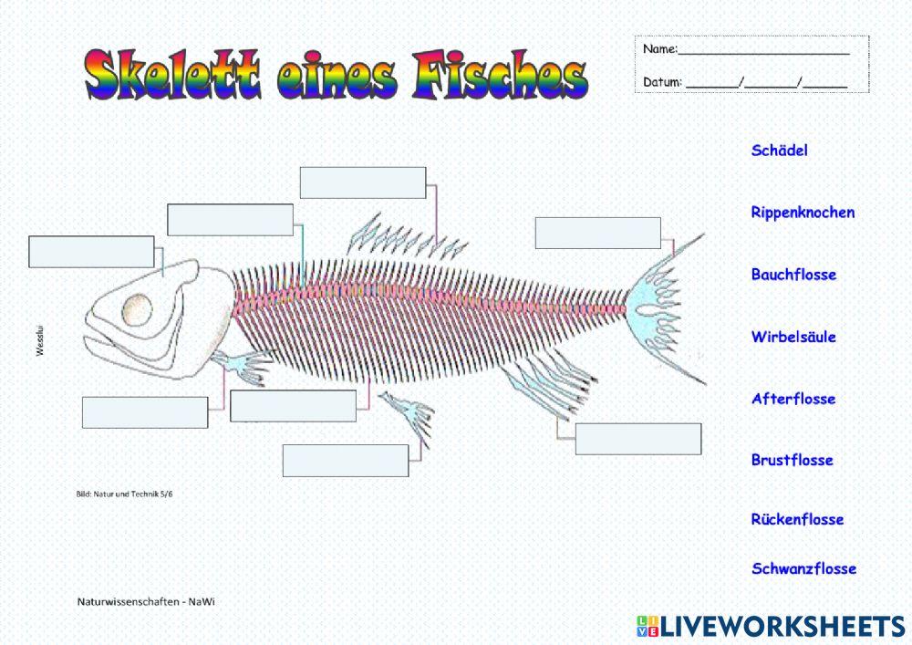 Skelett eines Fisches