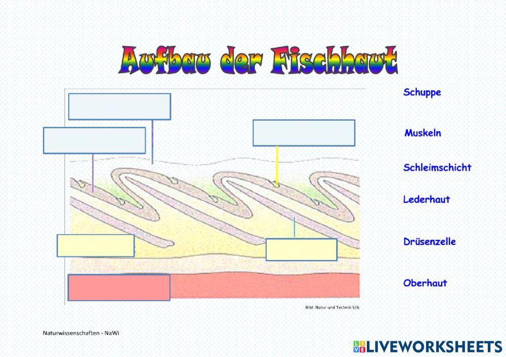Skelett eines Fisches