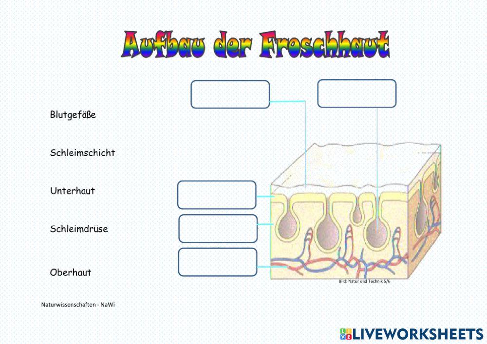 Skelett eines Froschs