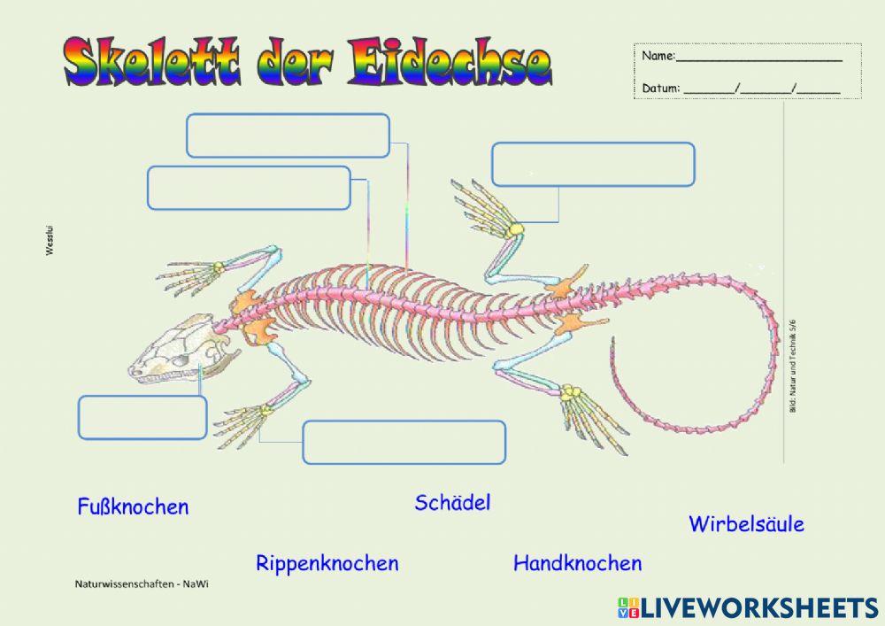 Skelett eines Eidechse