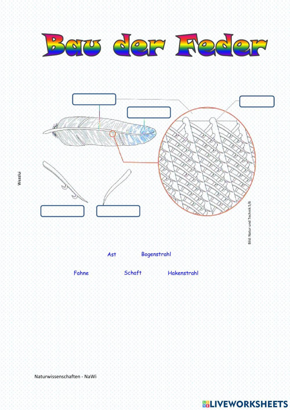 Skelett eines Vogels