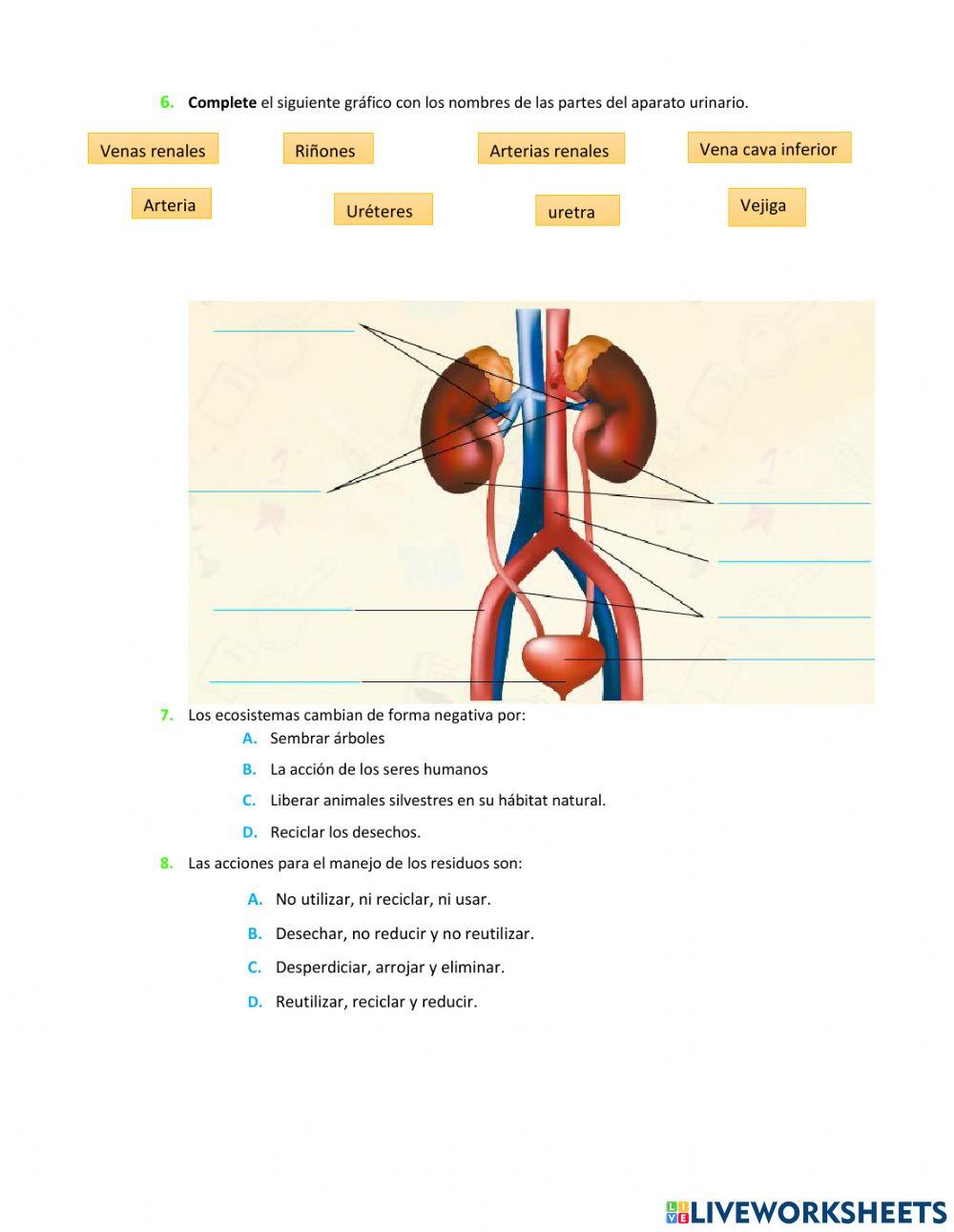 Evaluación de CC.NN 5to 1P 2Q
