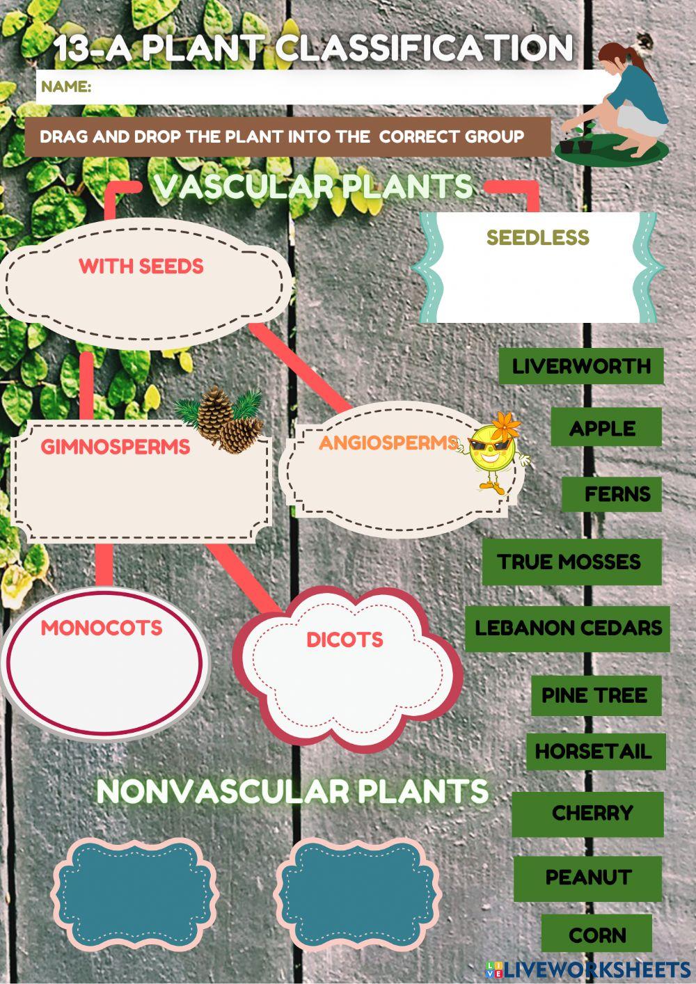 Plant Classification Interactive Worksheet