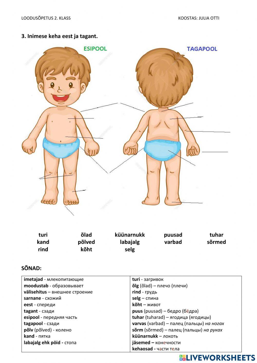 Inimese välisehitus