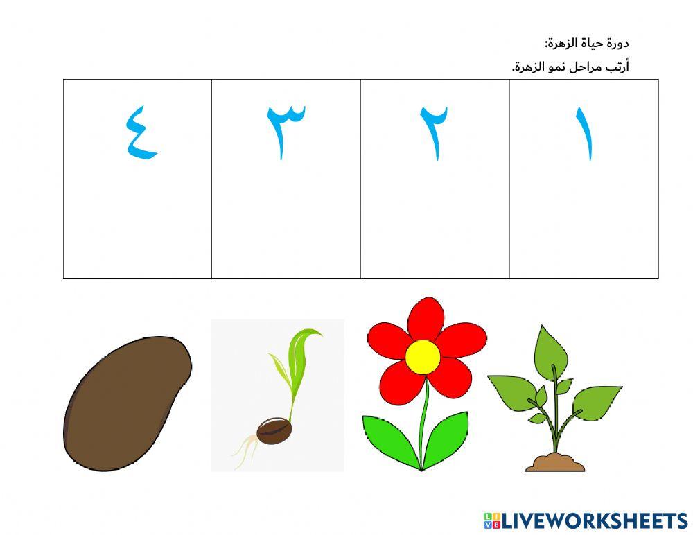 مراحل نمو الزهرة