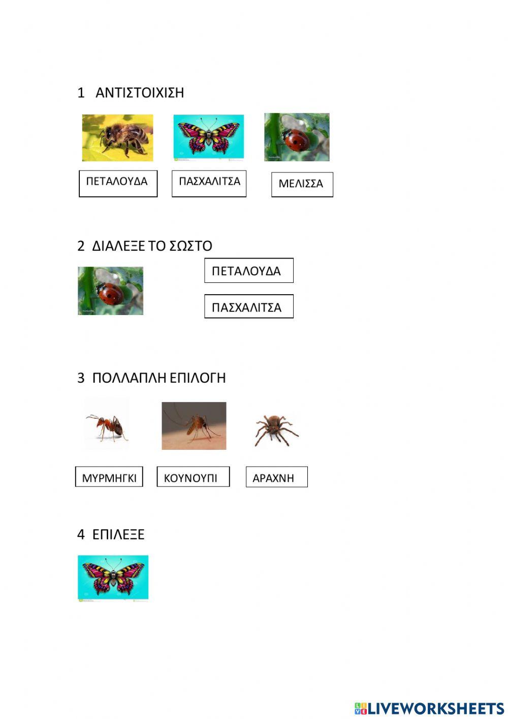 ΑΣΚΗΣΕΙΣ ΓΙΑ ΕΝΤΟΜΑ