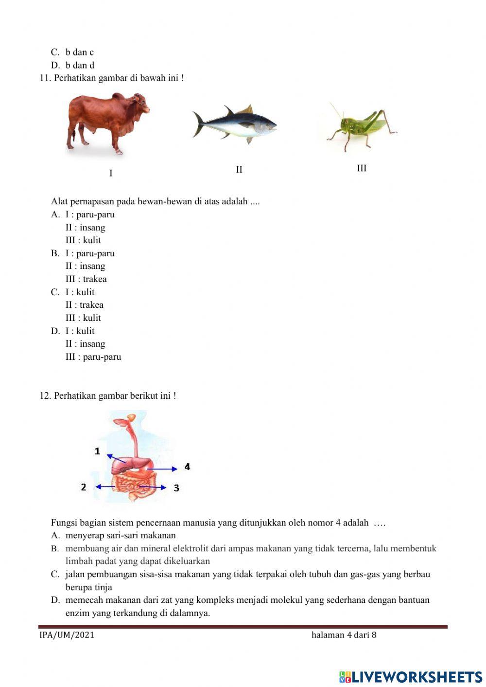 UMBKS Ilmu Pengetahuan Alam
